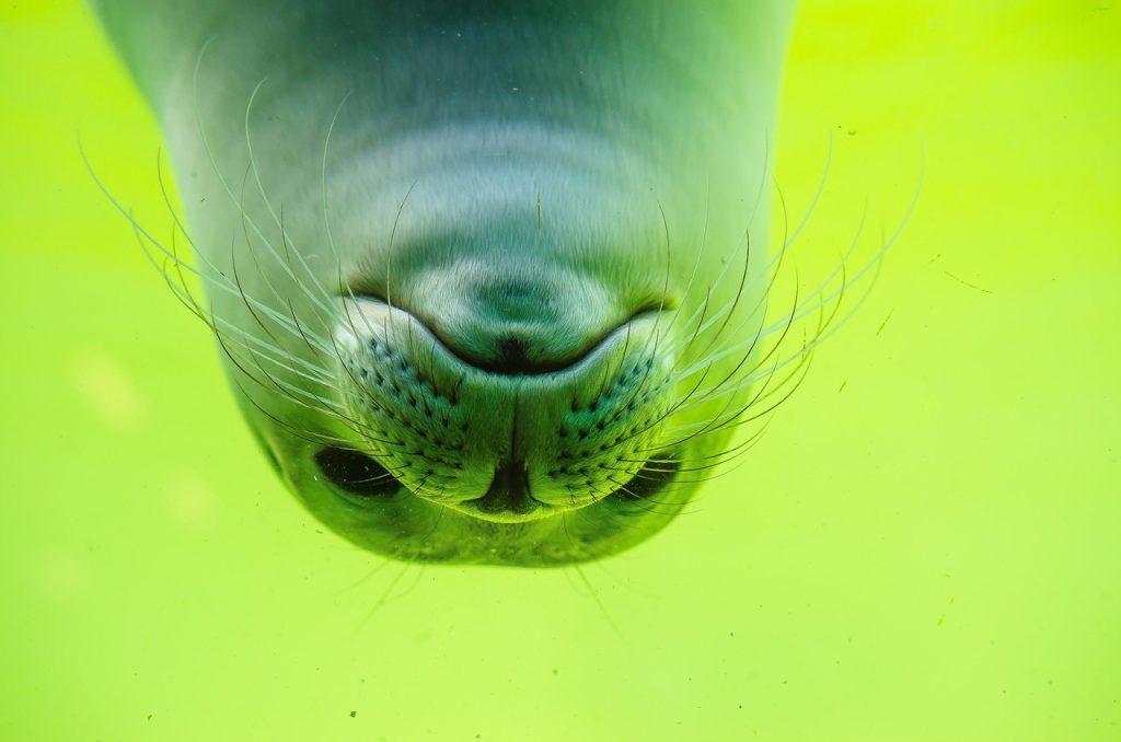 seals, seal, north sea, nature, white seal, seal baby, swim, water, sea, sea lion, aquatic life, sea creatures, wildlife, sea animals, marine life, underwater, dive, underwater world, under water, cute