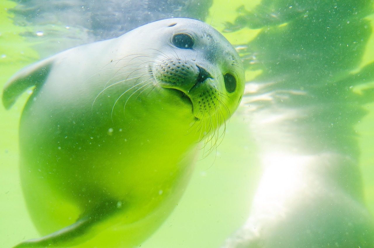 seals, seal, north sea, white seal, seal baby, swim, nature, water, sea, sea lion, aquatic life, sea creatures, wildlife, sea animals, marine life, underwater, dive, underwater world, under water, cute