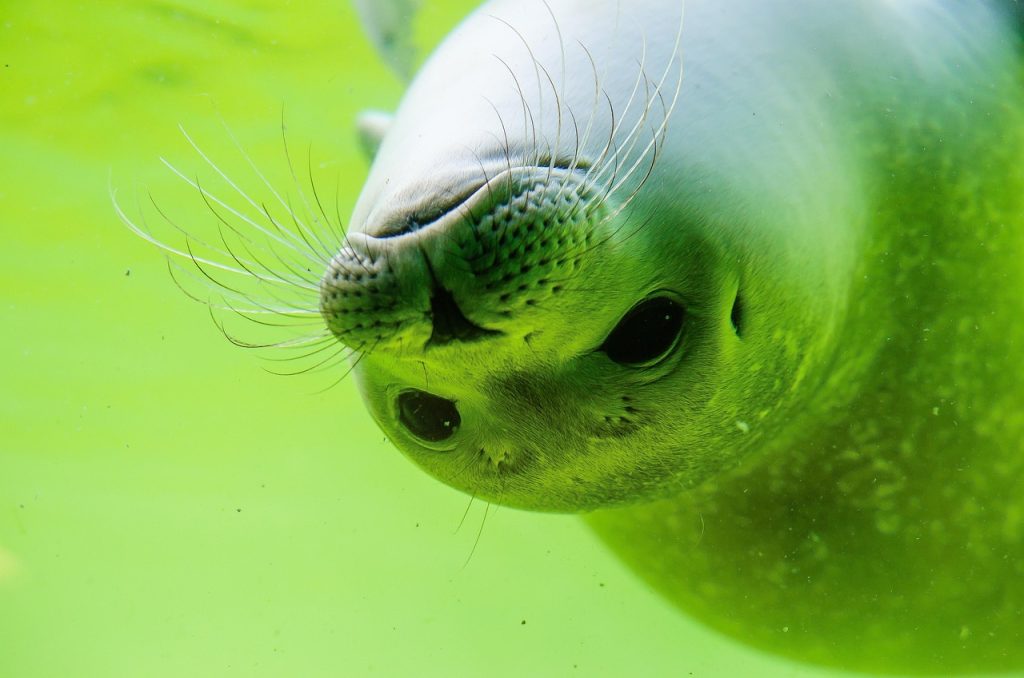seals, seal, north sea, white seal, seal baby, swim, water, sea, sea lion, aquatic life, sea creatures, wildlife, nature, sea animals, marine life, underwater, dive, underwater world, under water, cute