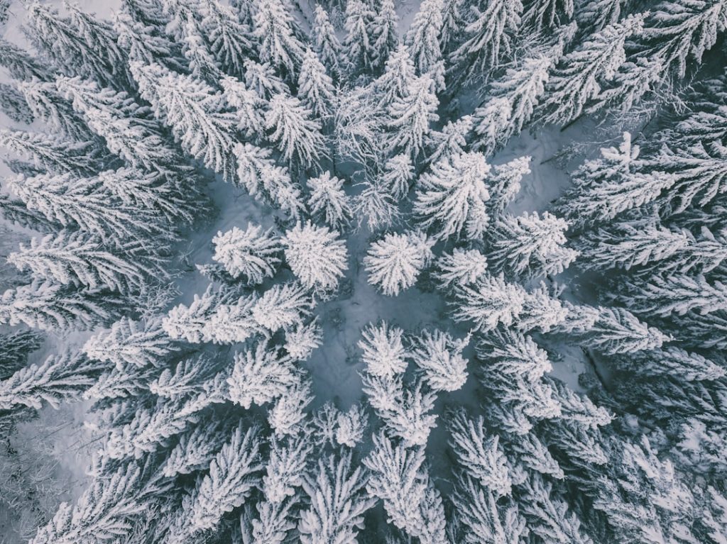 winter forest